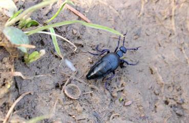 Schwarzblauer Ölkäfer