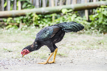 Thai local home chickens and fighter 