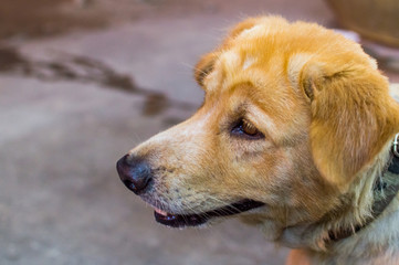 Portrait of a cute dog of unknown breed