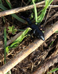 Schwarzblauer Ölkäfer,Maiwurm