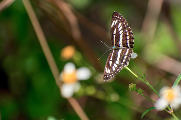 butterfly and flower