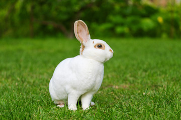 Calm and sweet little white rabbit sitting on green grass