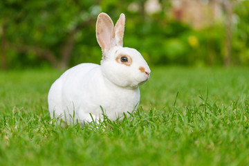 Calm and sweet little white rabbit sitting on green grass
