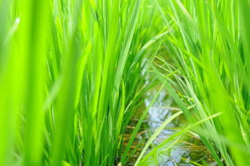 Fresh rice field in summer in a country in Taiwan