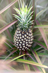 Close up Pine apple growth on pine apple tree in orchard in Thailand, tropical fruit for make juice beverage and good health, making feeling fresh.