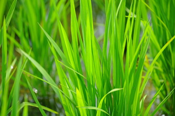 Fototapeta na wymiar Fresh rice field in summer in a country in Taiwan