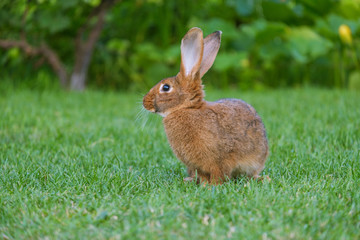 Calm and sweet little brown rabbit sitting on green grass