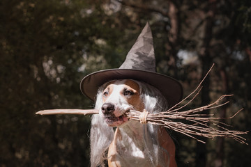 Cute dog in witch hat holding broomstick. Portrait of beautiful staffordshire terrier puppy in...