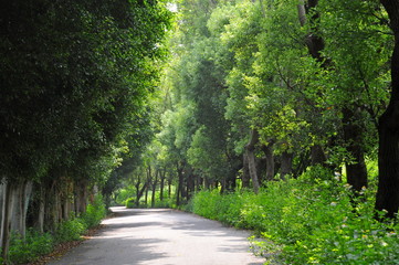Trees with sunlight at afternoon in Houli, Taichung, Taiwan
