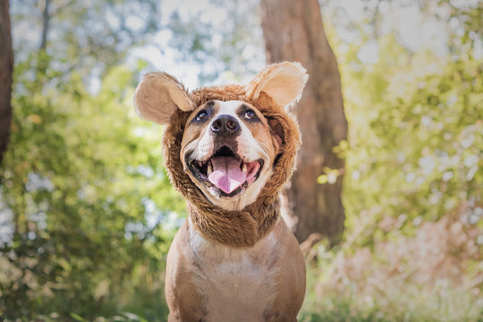 Funny dog portrait in bear hat photographed outdoors. Happy smiling staffordshire terrier sits in wild animal costume in sunny meadow