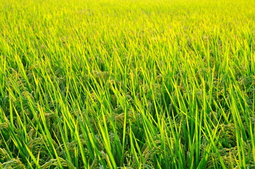 Golden rice field at harvest season in summer in a country in Taiwan