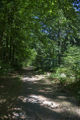Fototapeta na wymiar Forest path with sunny spots