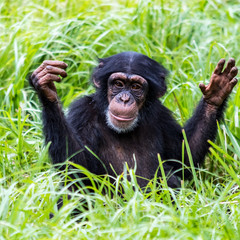 Chimpanzee 1