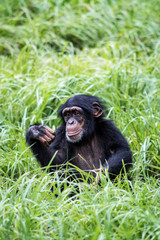 Chimpanzee 2