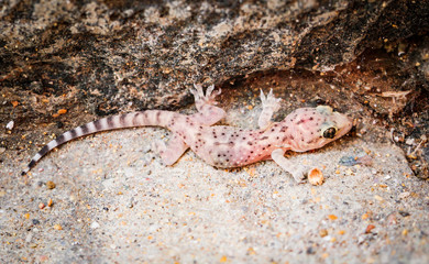 Gran-Canaria-Rieseneidechse, Kanareneidechse, Gekko 
