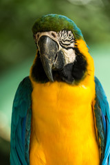 Ara Macaw
