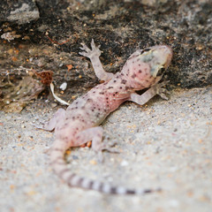 Gran-Canaria-Rieseneidechse, Kanareneidechse, Gekko 