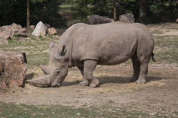 Rinoceronte bianco in libertà 