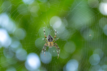 capturing in the spider web,