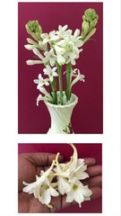 A bouquet of beautiful white tuberose flowers is in a vase and a handful of tuberoses. It’s a very nice symbol for celebration, gift and ceremony 