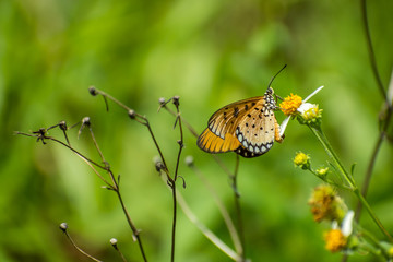 butterfly and flower
