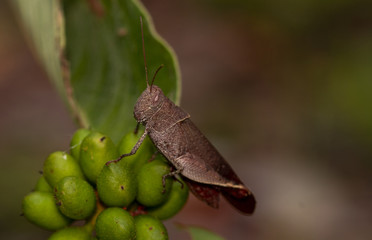 Macro image of the white shoulder grasshopper,apalacris varicornis gasshopper on green lace