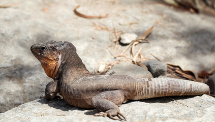 Gran-Canaria-Rieseneidechse, Kanareneidechse, Gekko 