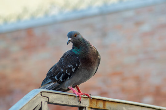 Portrait of a Pigeon, close-up picture