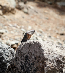 Gran-Canaria-Rieseneidechse, Kanareneidechse, Gekko 