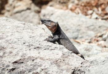 Gran-Canaria-Rieseneidechse, Kanareneidechse, Gekko 