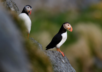 Atlantic puffin (Fratercula arctica) at Runde island, Norway