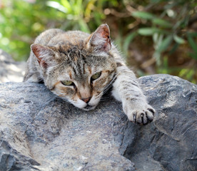 Portrait einer Katze 