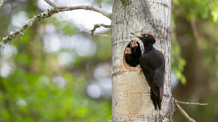 Black woodpecker (Dryocopus martius)