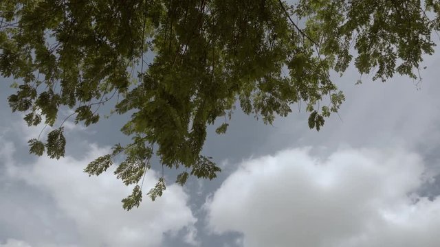 Cloud. White and Green.