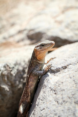 Gran-Canaria-Rieseneidechse, Kanareneidechse, Gekko 