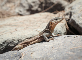 Gran-Canaria-Rieseneidechse, Kanareneidechse, Gekko 