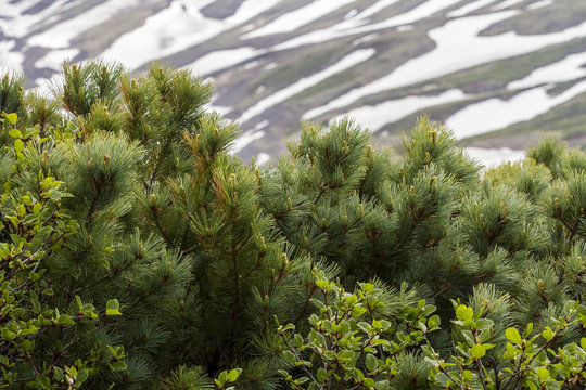 Cedar (Pinus pumila) growing near snow capped mountain. Kamchatka Peninsula, Russia