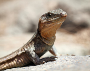 Gran-Canaria-Rieseneidechse, Kanareneidechse, Gekko 