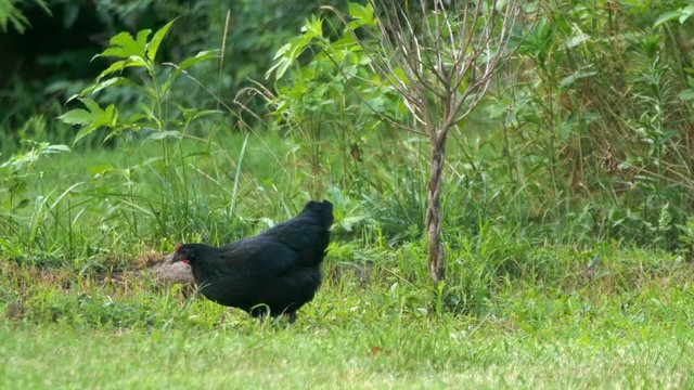 Free range Black Australorp Chicken in yard