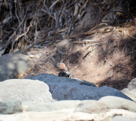 Gran-Canaria-Rieseneidechse, Kanareneidechse, Gekko 