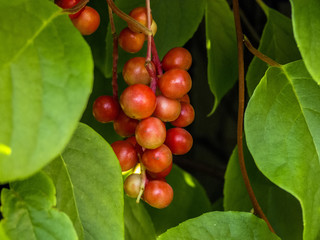 Chinese lemongrass berries