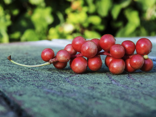 Chinese lemongrass berries
