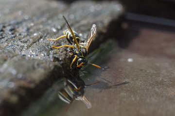 Wasp drinks water