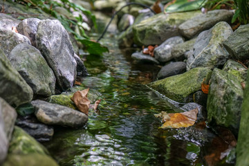 Small mountain creek with leaves and stones