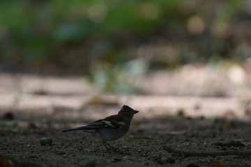 Ein Buchfink wartet auf dem Boden und schaut sich um, seine Seite ist zu sehen.