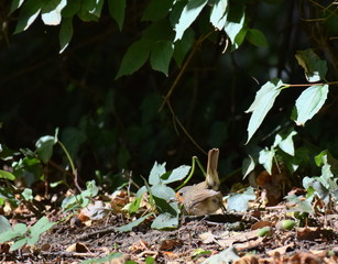 Ein Rotkelchen hüpft mit einem gefangenen Insekt im Schnabel über den Boden.