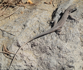 Gran-Canaria-Rieseneidechse, Kanareneidechse, Gekko 