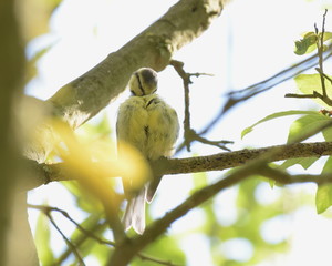Eine Kohlmeise sonnt sich auf einem Ast sitzend und versteckt ihren Schnabel in ihrem Gefieder.