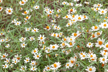 Fototapeta premium close up of Sulfur Cosmos flower in the garden