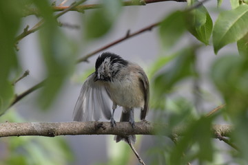 Eine Sumpfmeise, die in einem Pfirsichbaum sitzt und sich am fr&uuml;hen Morgen putzt.